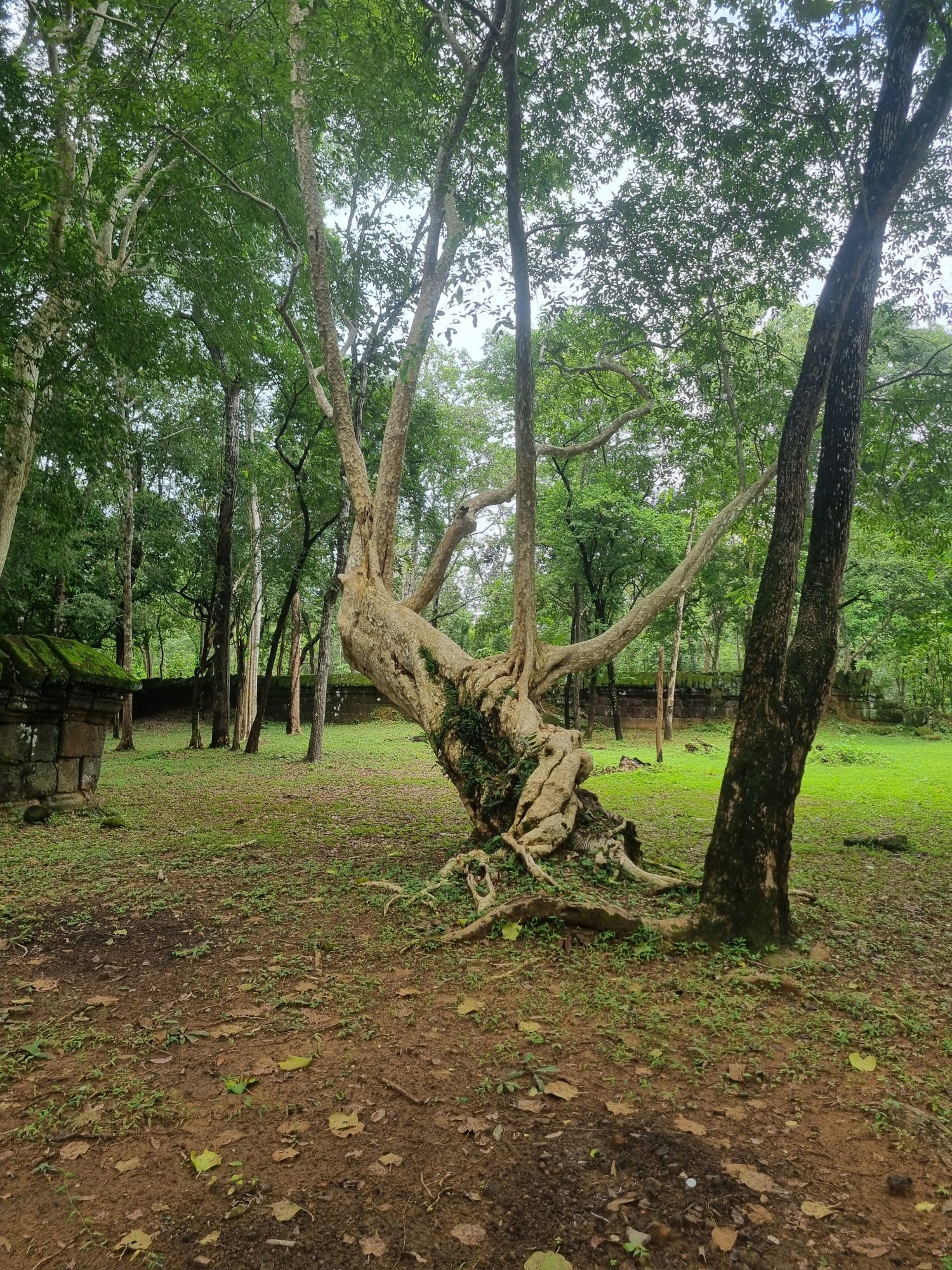Prasat Banteay Pir Chan : Le temple perdu aux portes d’Angkor 20250726 123823